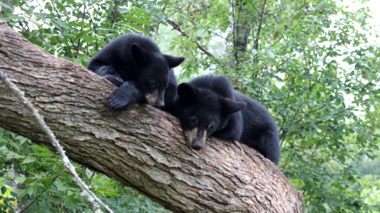 Resting Black Bears