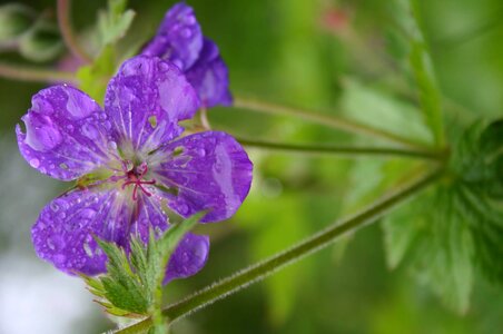 Purple flower wet photo