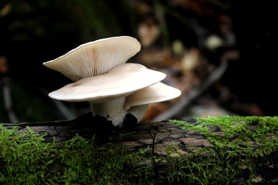 Fall Fungi