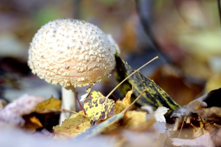 Fall Mushroom photo