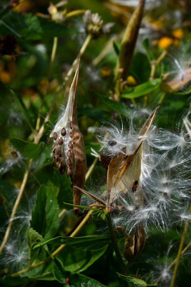 Butterweed seed pods