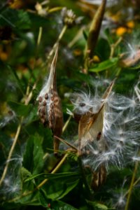 Butterweed seed pods