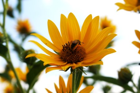A bee visits a maximilian sunflower