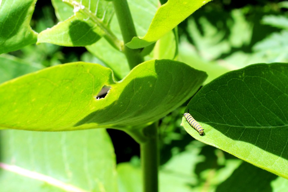 Monarch Caterpillar on Common Milkweed