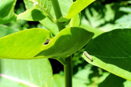 Monarch Caterpillar on Common Milkweed photo