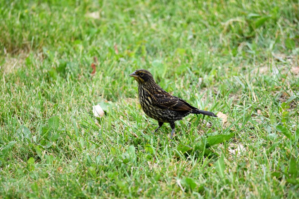 Red-winged blackbird