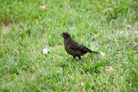 Red-winged blackbird photo