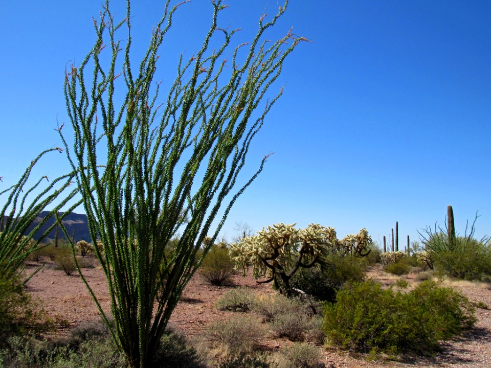 Organ Pipe Cactus NM in Arizona