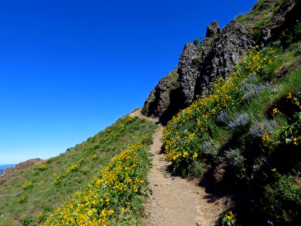 Dog Mountain Trail in Washington
