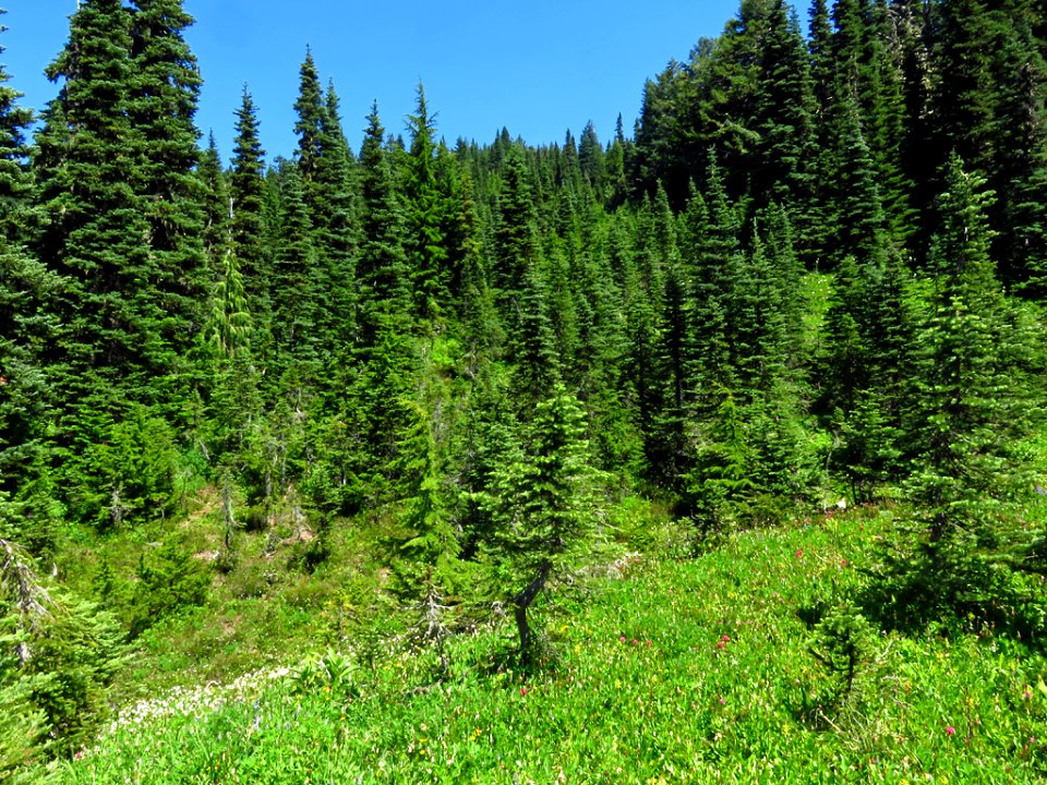 Tolmie Peak Trail at Mt. Rainier NP in WA