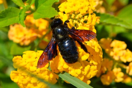 Bloom bee on flower macro photo