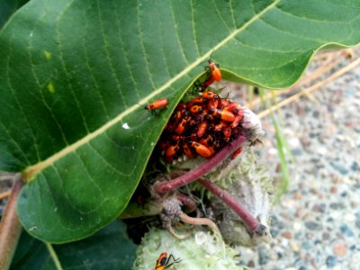 Young Milkweed Bugs photo