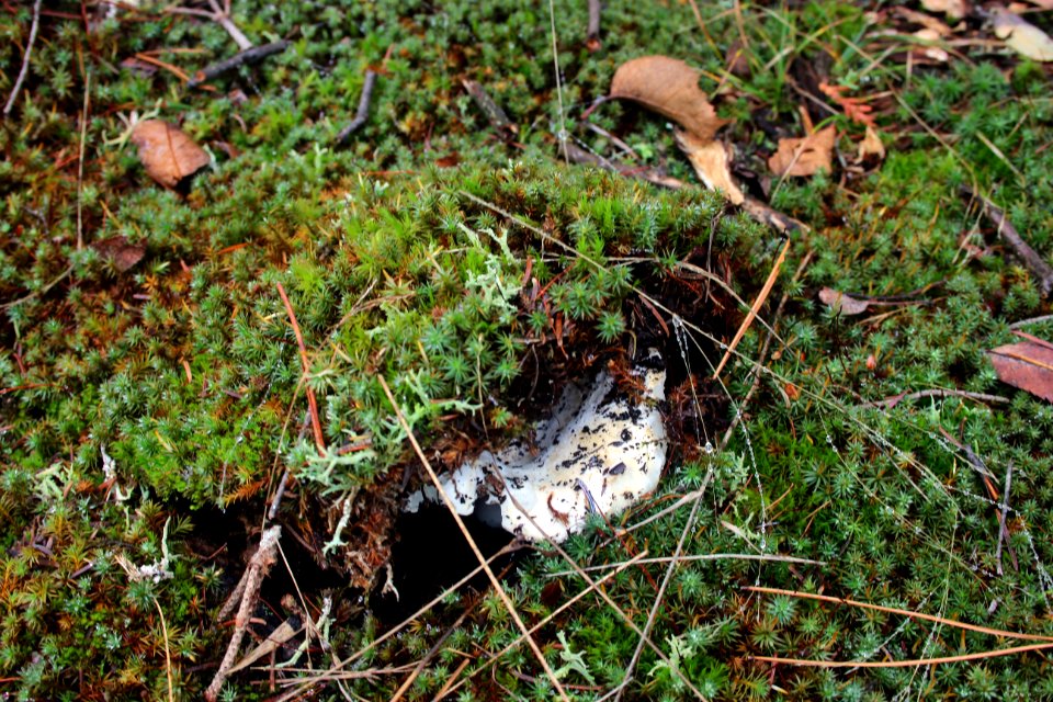 Fall Fungi