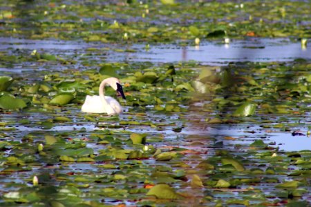 Trumpeter Swan photo