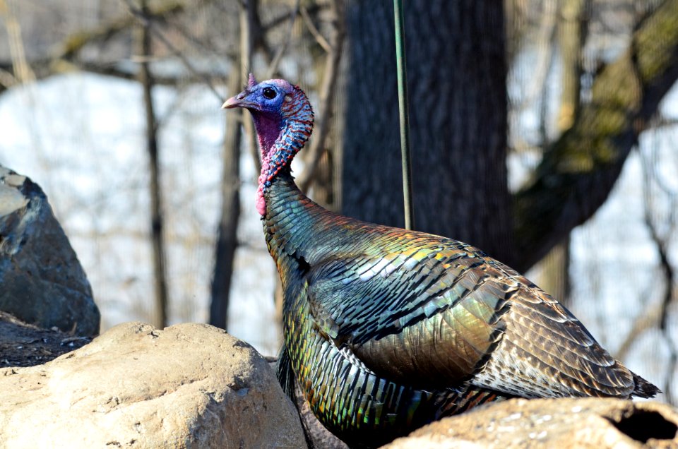 Wild Turkey photo