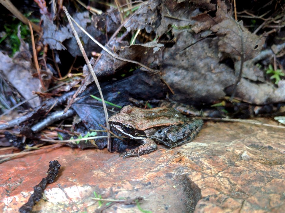 Wood Frog photo