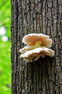 Oyster Mushrooms photo