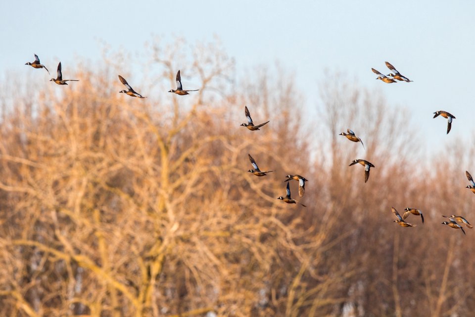 Blue-winged teal in flight