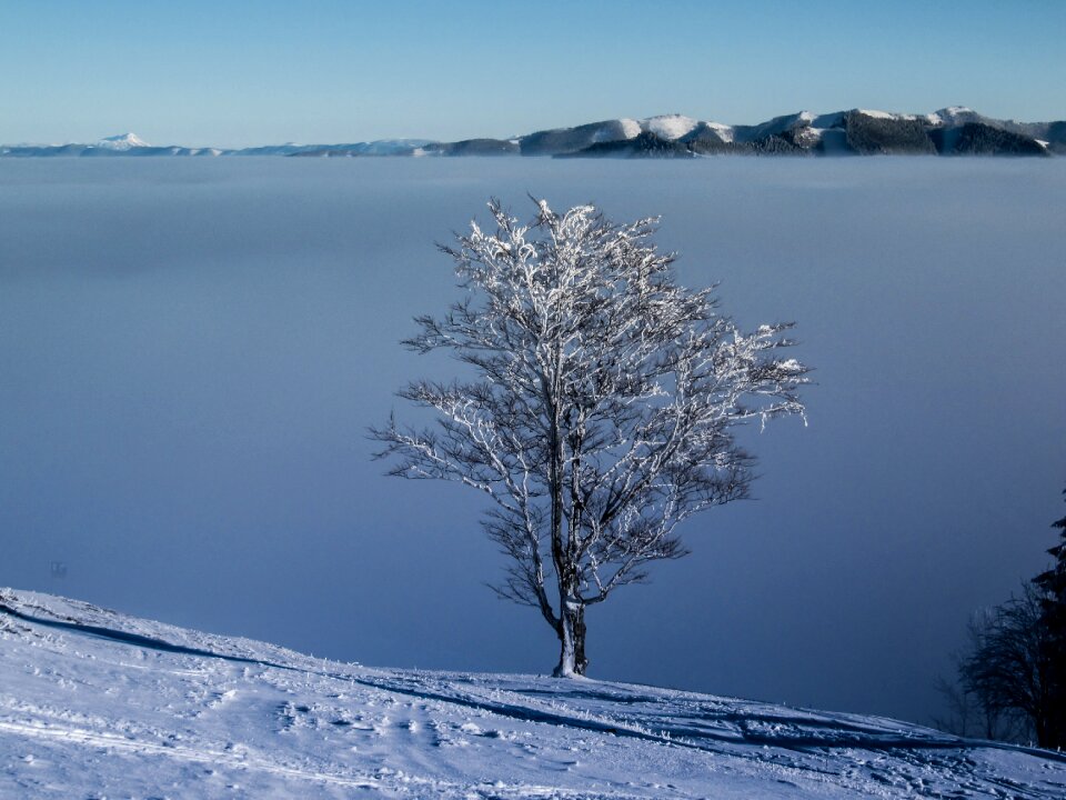 Tree clouds summit photo