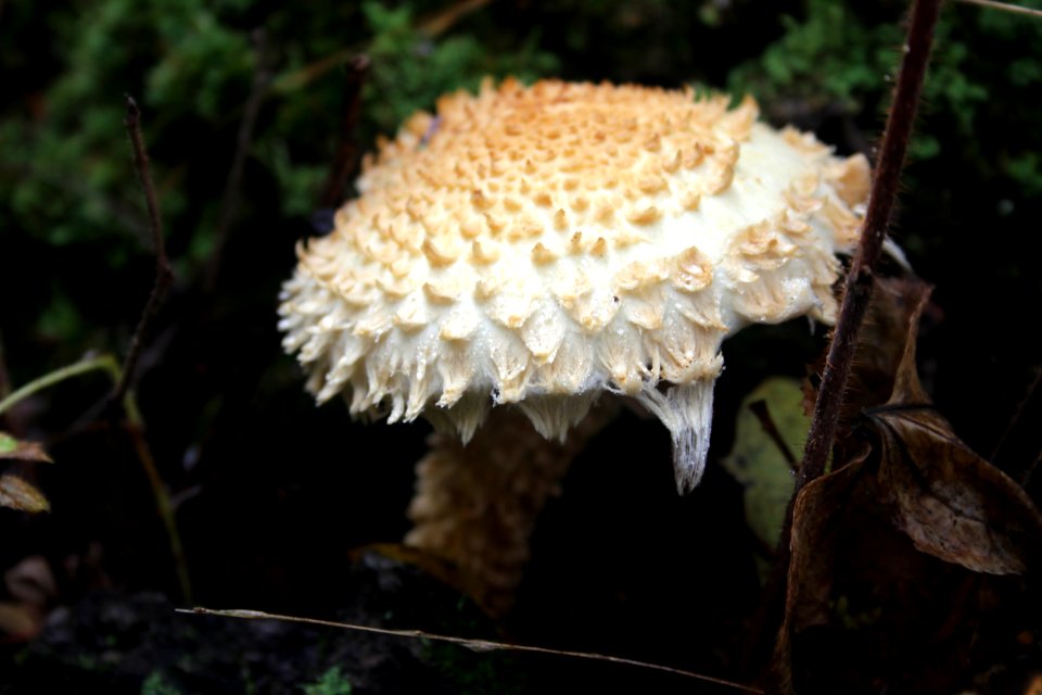 Fall Fungi