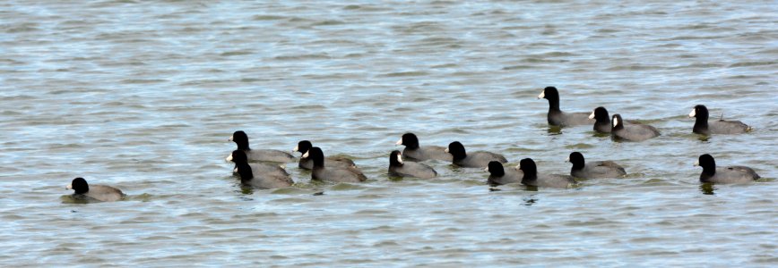 Coots at Shiawassee National Wildlife Refuge photo