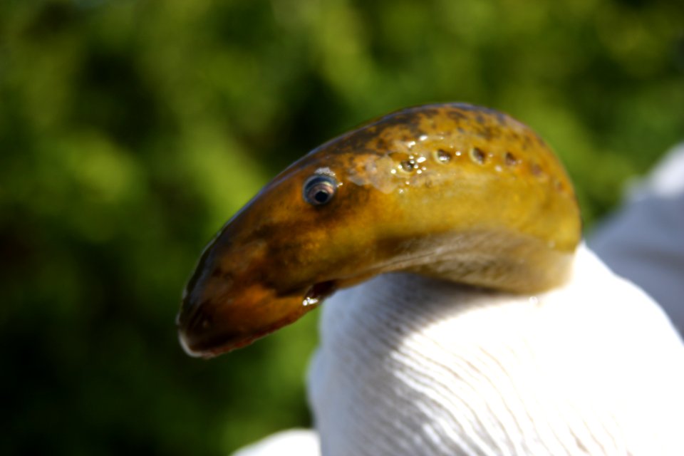 Adult Sea Lamprey Face photo