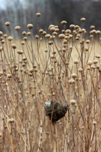 Bird Nest in Wild Bergamot photo