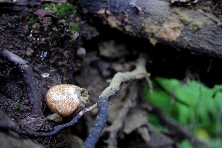 Popped Puffball
