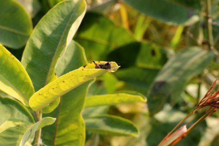 Grasshopper on milkweed photo