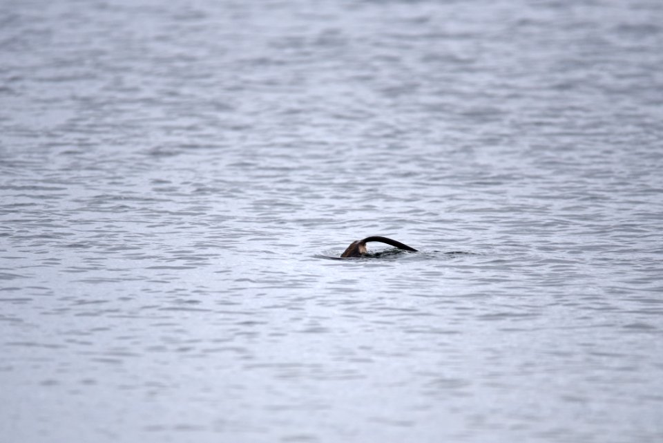 Muskrat diving photo