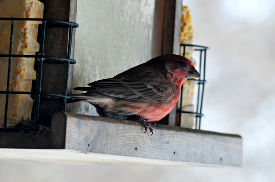 House Finch photo