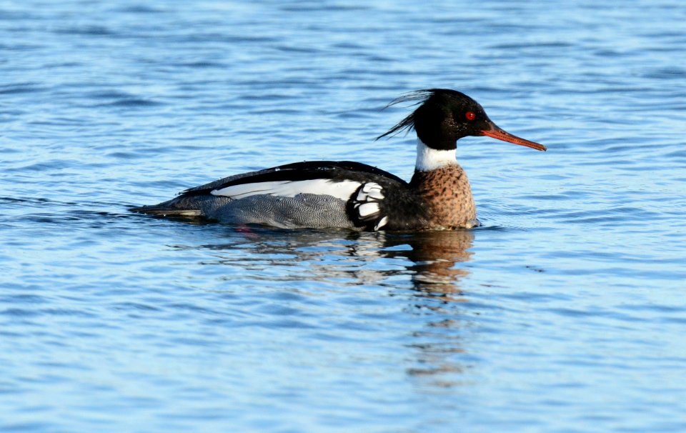 Red-breasted Mergansers in Ingham County, MI