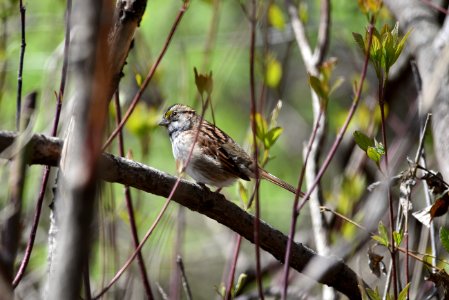 White-throated sparrow perched in a tree