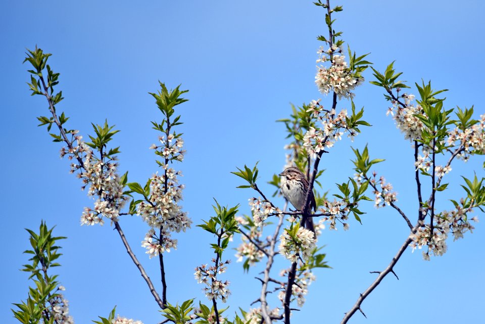 Song sparrow perched in a tree