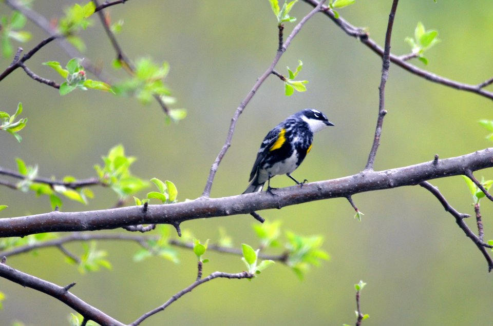 Yellow-rumped Warbler