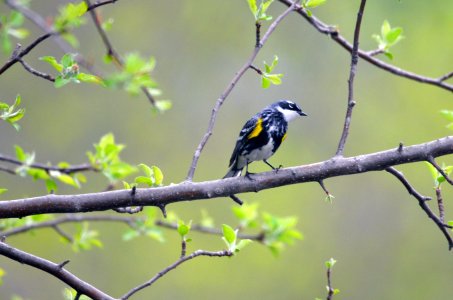 Yellow-rumped Warbler photo