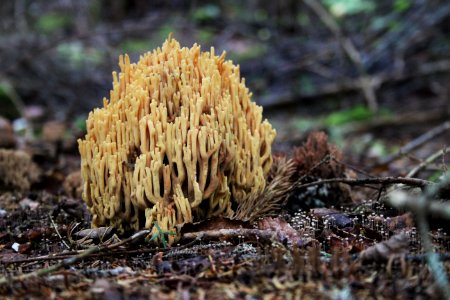 Coral mushroom photo