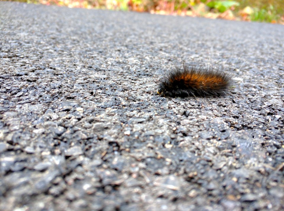 Caterpillar Close Up
