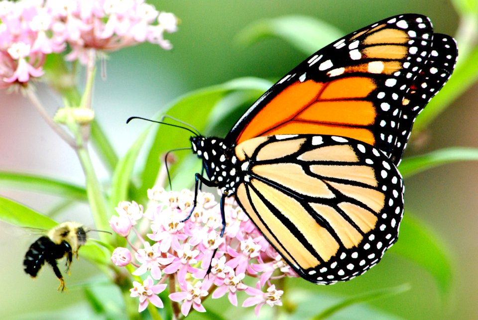 Monarch Butterfly and Bumble Bee on Swamp Milkweed photo