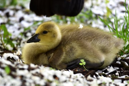 Gosling resting near a pond