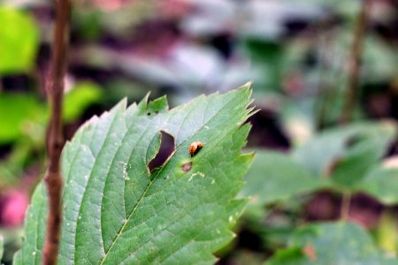 Ladybug Pupa photo