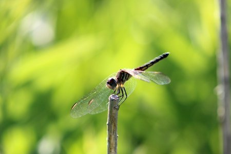 Female Blue Dasher Dragonfly photo