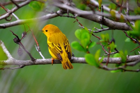 Yellow Warbler photo