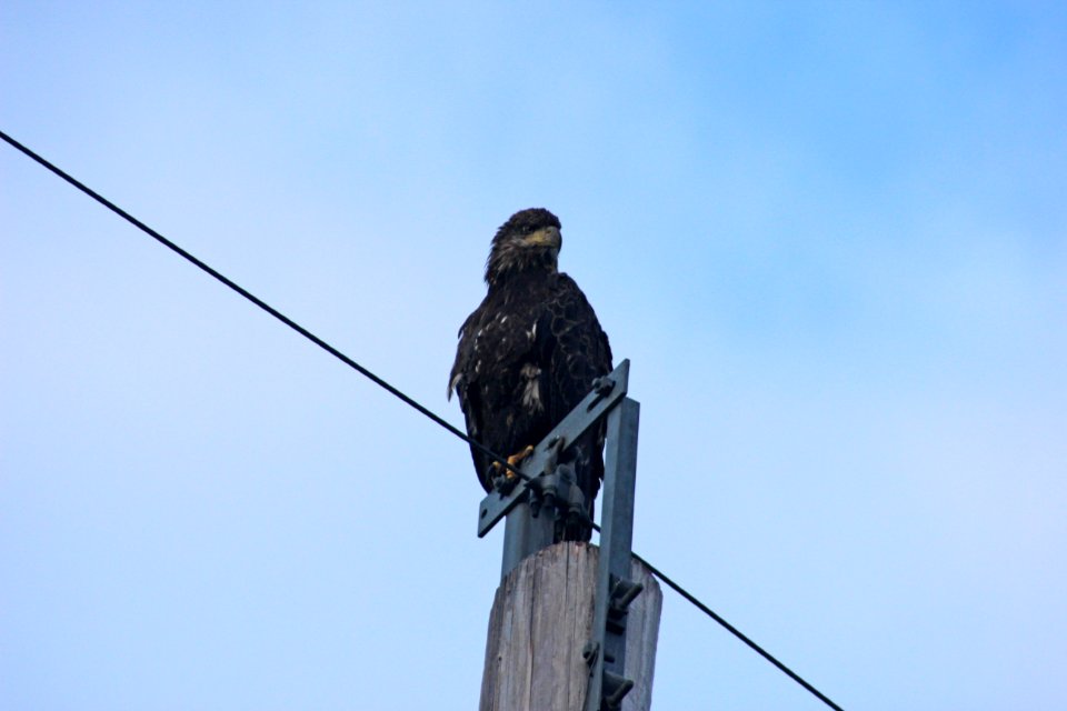 Immature Bald Eagle