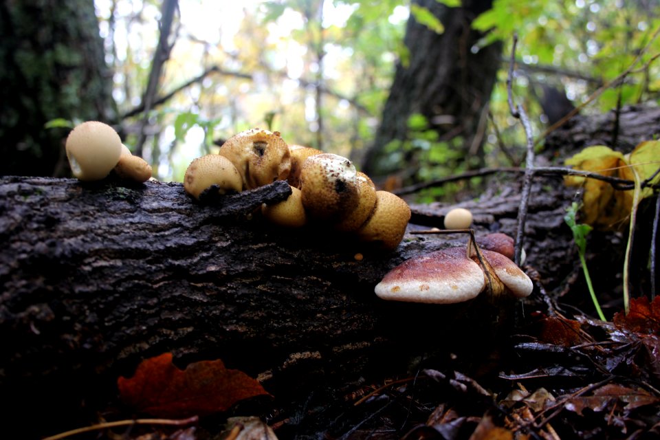 Fall Fungi