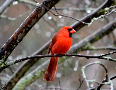 Northern cardinal photo