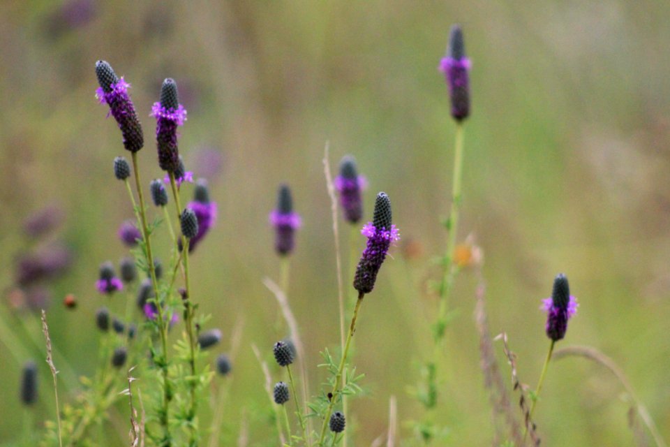 Purple Prairie Clover