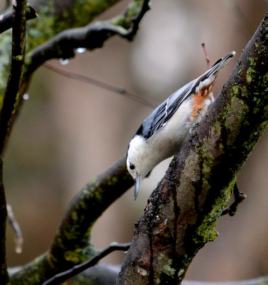 White-breasted nuthatch