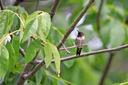 Ruby-throated hummingbird photo