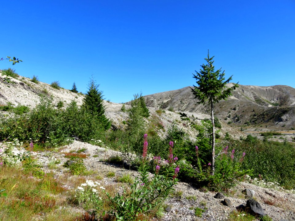 Truman / Loowit Trail at Mt. St. Helens NM in WA
